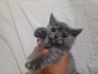 2 aylık bebek british shorthair kediler