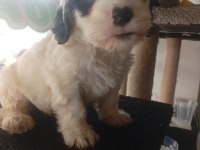 Terrier erkek çok akıllı oyuncu