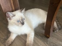 4 aylık british shorthair blue point çok akıllı ve oyuncu