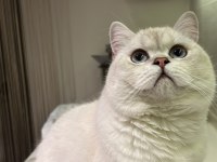 Mavi Gözlü British Shorthair Kedimiz Yuva Arıyor