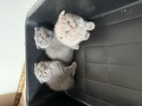 Mükemmel huylu scottish fold yavrular