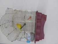 Toplu yada takim tek erkek satılık hepsi hazir kuşlar