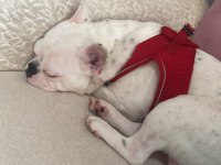 7 aylık erkek french bulldog