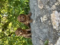 KORE TOY POODLE BEBEKLERİMİZ HAZIR