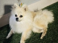 Pomeranian boo 1 yaşında erkek