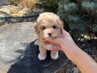 KORE TEACUP MALTİPOO YAVRUMUZ