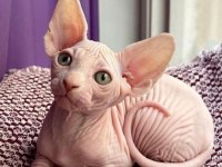 Sfenks Tortie Ve Pembe Renk Orjinal Yavrularımız