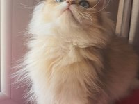 British Longhair Golden ny12 Erkek Yavrumuz