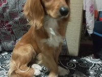1,5 yaşında erkek sıfır boy saf kan İngiliz cocker