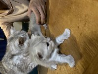Kedi Sahiplendirme british shorthair