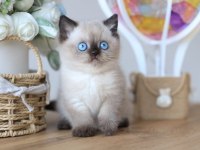 En Nadide Çikolata Point British Shorthair 