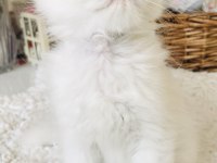 Kar beyaz longhair mavi gözlü yakışıklı british oğullarım