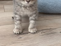 Scottish Fold 2 Aylık