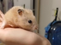 Ankara hamster 9 aylık