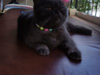 Anne ve yavruları british shorthair