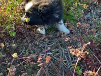 Muhteşem border collie bebekler