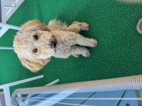Orjinal toy poodle