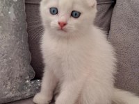 British Shorthair Scottish Bebişlerim