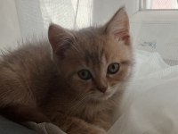 Uyguna British Shorthair Yavrular
