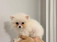 Pomeranian boo köpeği