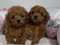 Güzeller Güzeli Poodle Bebeklerim