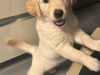 Golden Retriever Luna Kızımızı Sahiplendiriyoruz