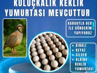 KULUÇKALIK KEKLİK YUMURTASI