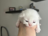27 mayıs doğumlu 4 adet yavru scottish fold