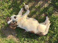 Evimizde beslediğimiz annenin farklı türdeki yavru köpekleri