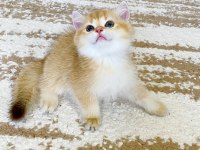 Safkan British Shorthair Chocolate golden erkek