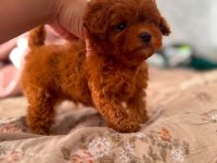 En özel poodle yavrular