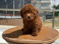 Profesyonel ruhsatlı çiftlikden toy poodle yavrular