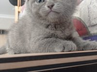 Scottish Fold Yavrular