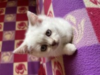 British Shorthair Yavru