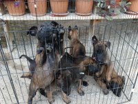 Belçika malinois dişi erkek yavrular