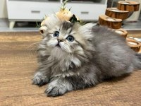 75 günlük british longhair