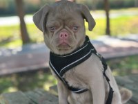 TÜRKİYEDE TEK PUG