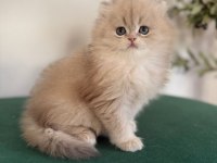 Ay11 British Longhair Dişi