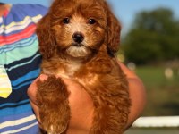 Boncuk Gibi Red Maltipoo