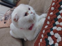 Scottish fold 4 yaşında