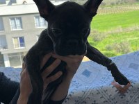 Acil satılık french bulldog