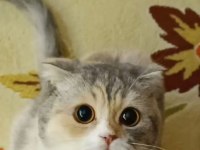 Yetişkin scottish fold kız kedimize yuva arıyoruz