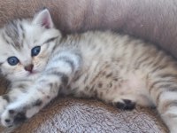 British Shorthair 2 Aylık Dişi Sağlıklı