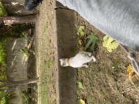 Acil Yurt Dışına Çıkacağım İçin French Bulldog