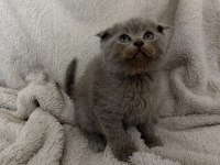 Safkan scottish fold