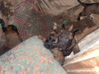 Safkan kara surat belçika malinois yavrular