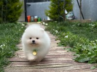 Teddy bear kar beyaz erkek 3 aylık pomeranian