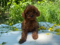 Erkek toy poodle bebekler