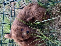 Orjinal kıvır kıvır tüm renklerde toy poodle