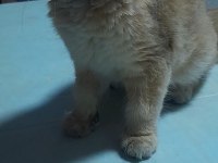 Prenses british shorthair kızım